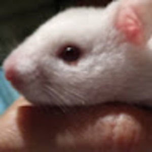 Meet your Posher, Hugo rebecca